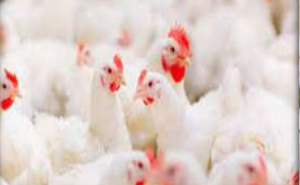 POULTRY PRODUCTS
